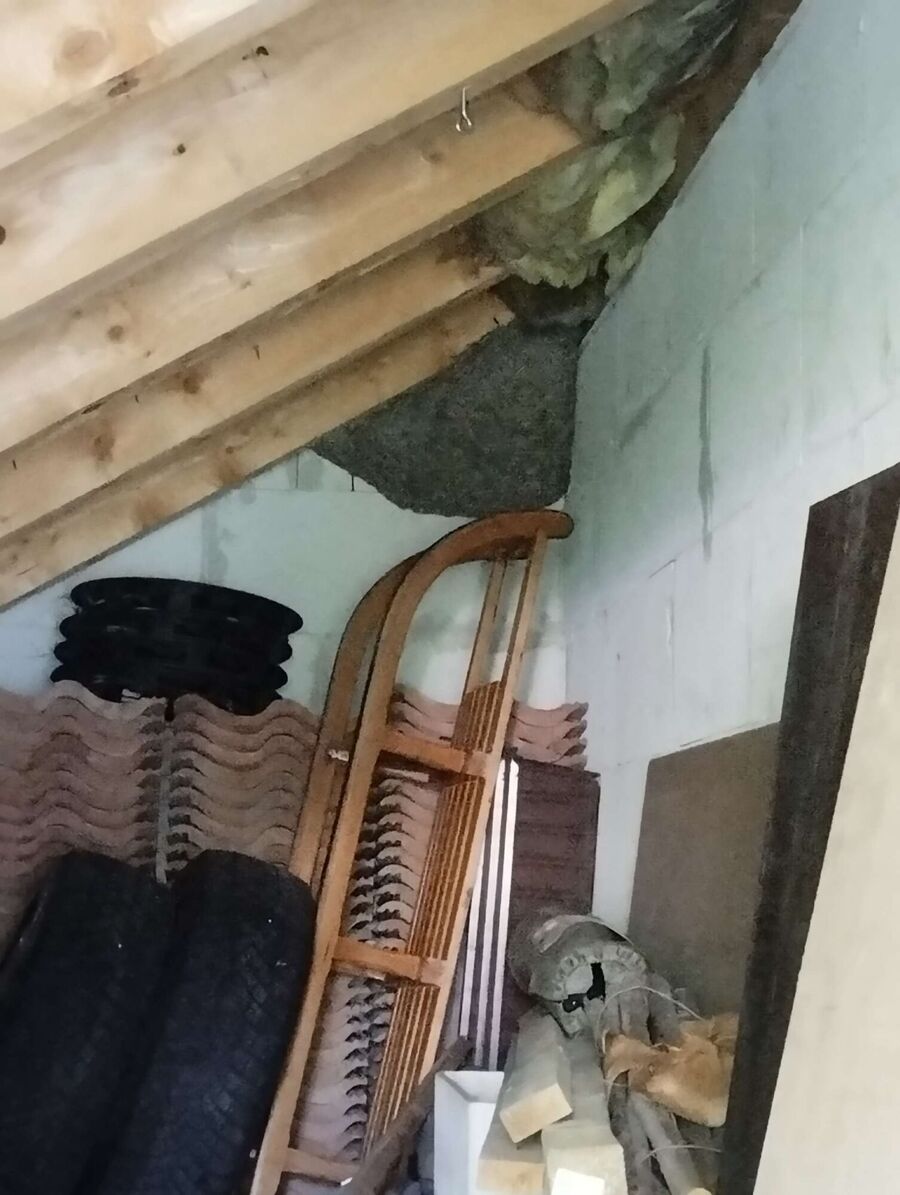 Kammerjaeger-in-Reinach (AG).jpg