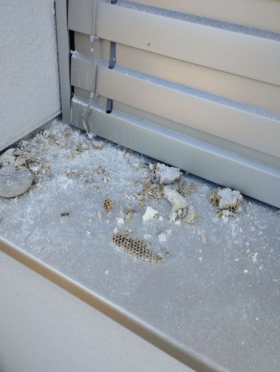 Kammerjaeger-in-Stetten (AG).jpg