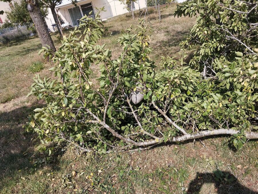 Kammerjaeger-in-Teufenthal (AG).jpg