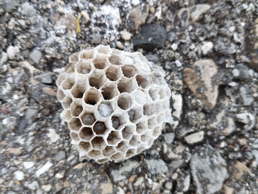 Kammerjaeger-in-Wohlen (AG).jpg