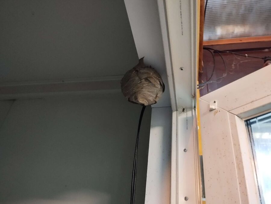 Wespennest_Entfernen (3084).jpeg