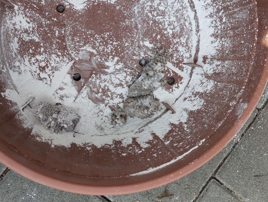 Kammerjaeger-in-Berg (TG).jpg