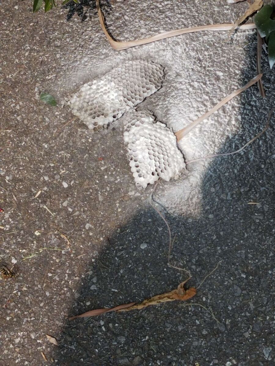 Kammerjaeger-in-Bürglen (TG).jpg