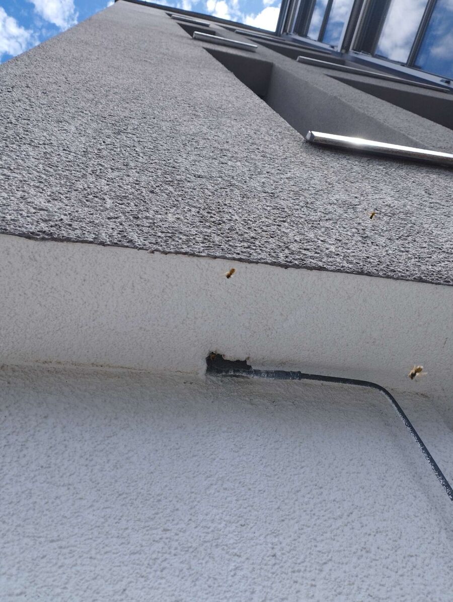 Kammerjaeger-in-Wilen (TG).jpg