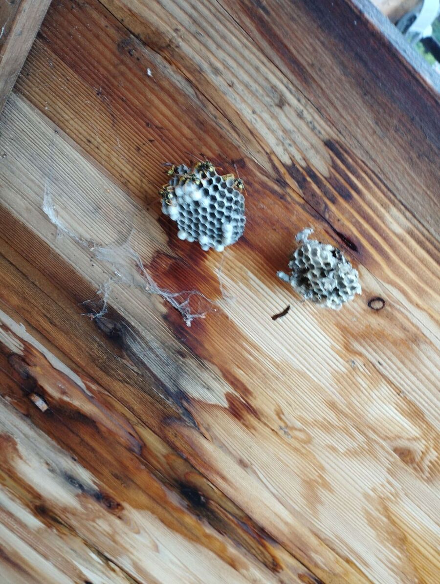 Kammerjaeger-in-Küssnacht (SZ).jpg