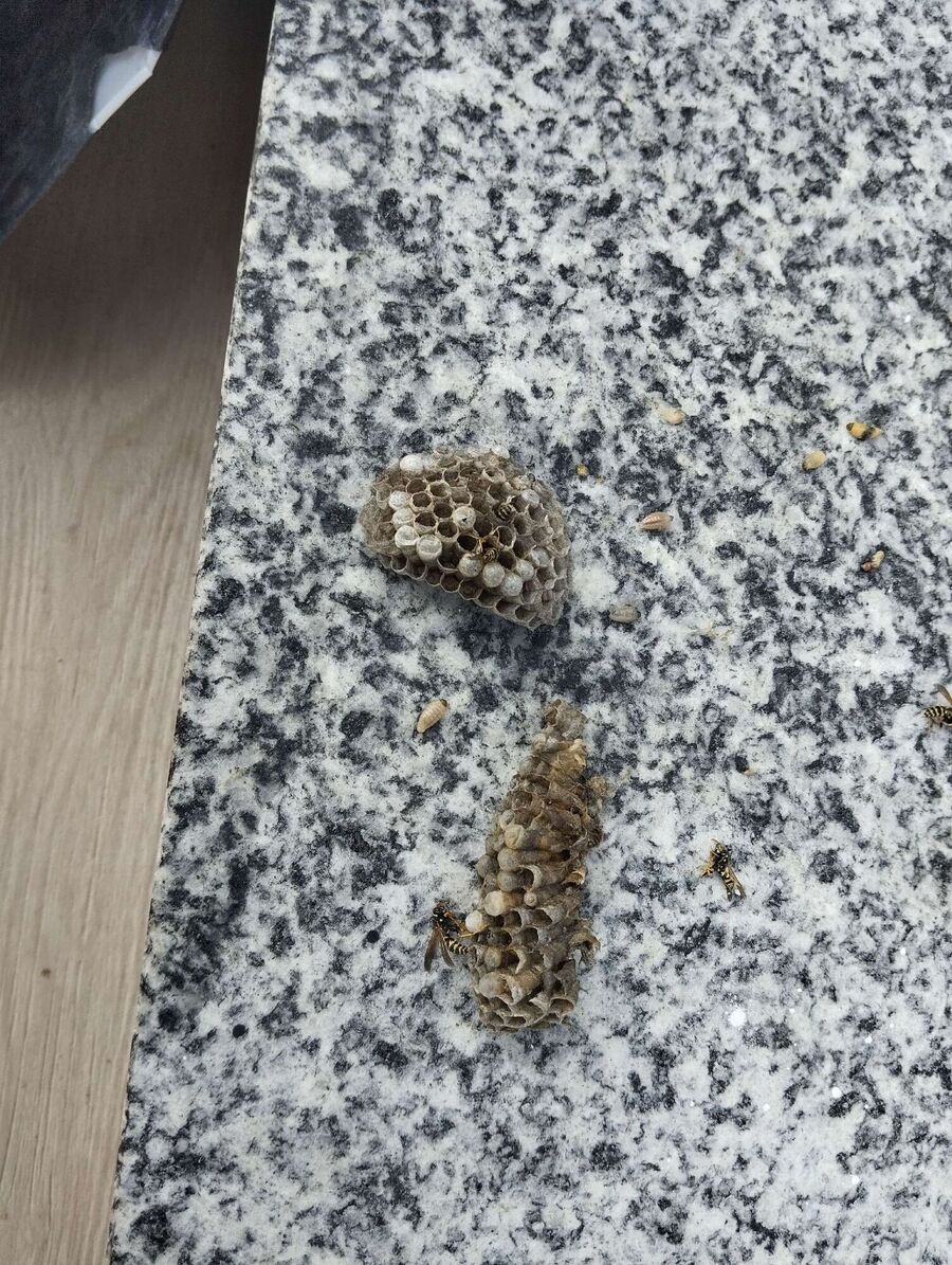 Kammerjaeger-in-Bürglen (UR).jpg