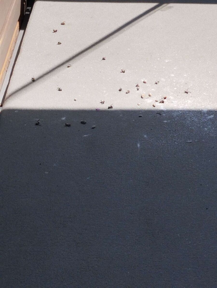 Kammerjaeger-in-Seedorf (UR).jpg