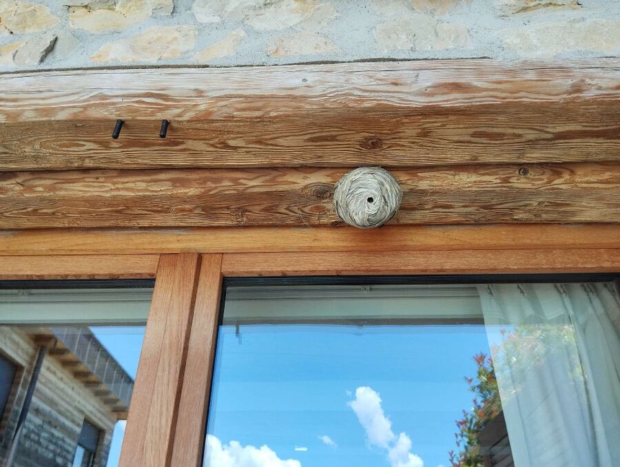 Kammerjaeger-in-Wald (AR).jpg