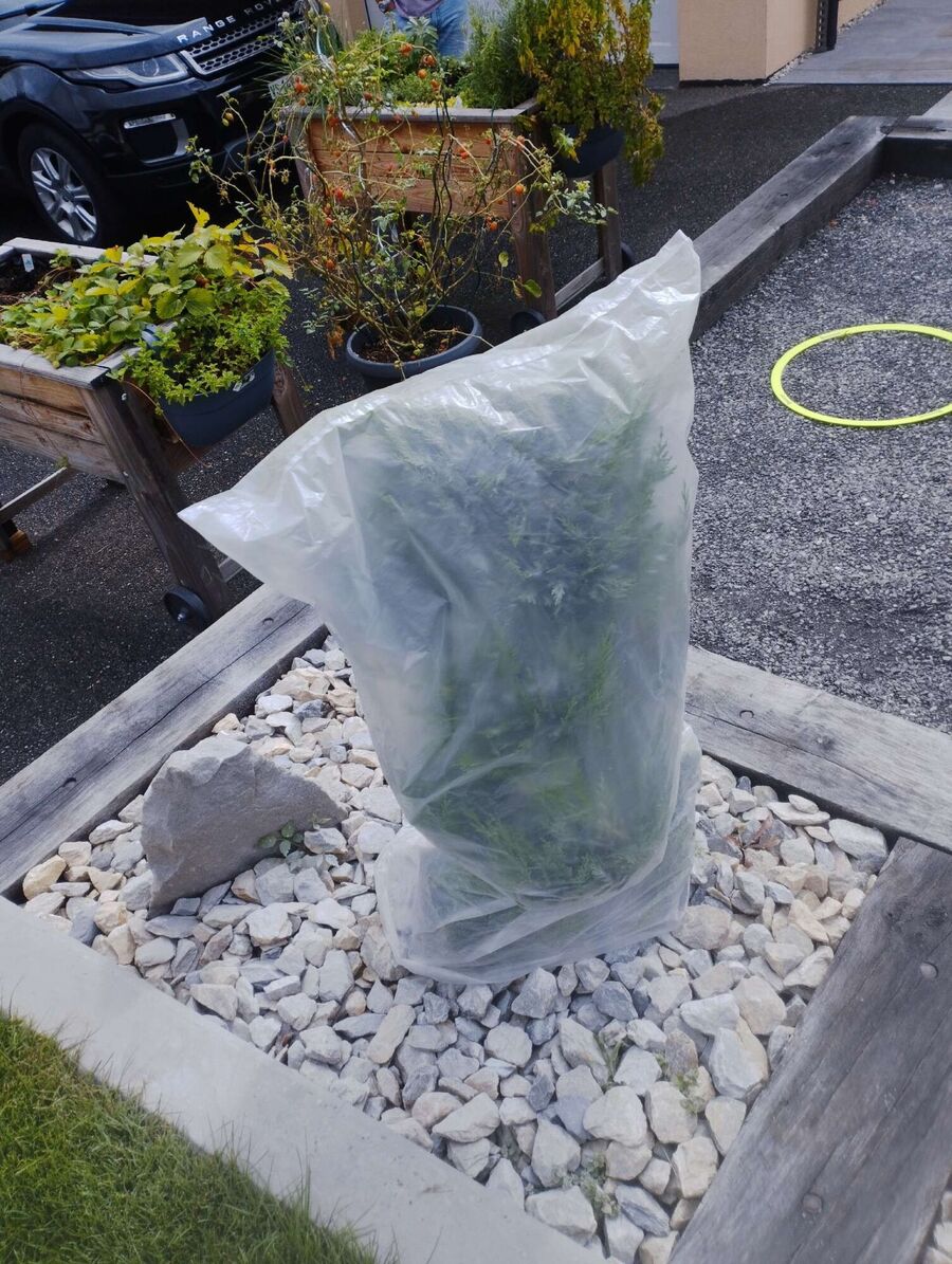 Kammerjaeger-in-Neuhausen am Rheinfall.jpg