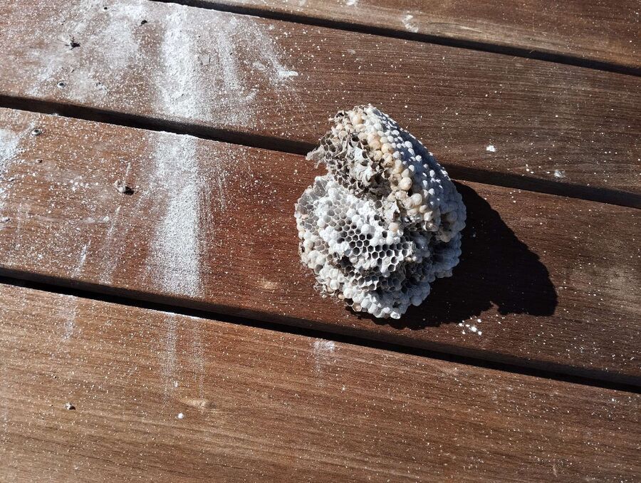 Kammerjaeger-in-Stein am Rhein.jpg