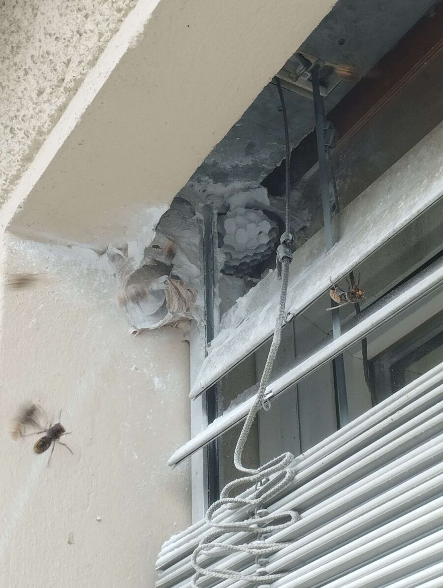 Kammerjaeger-in-Stetten (SH).jpg