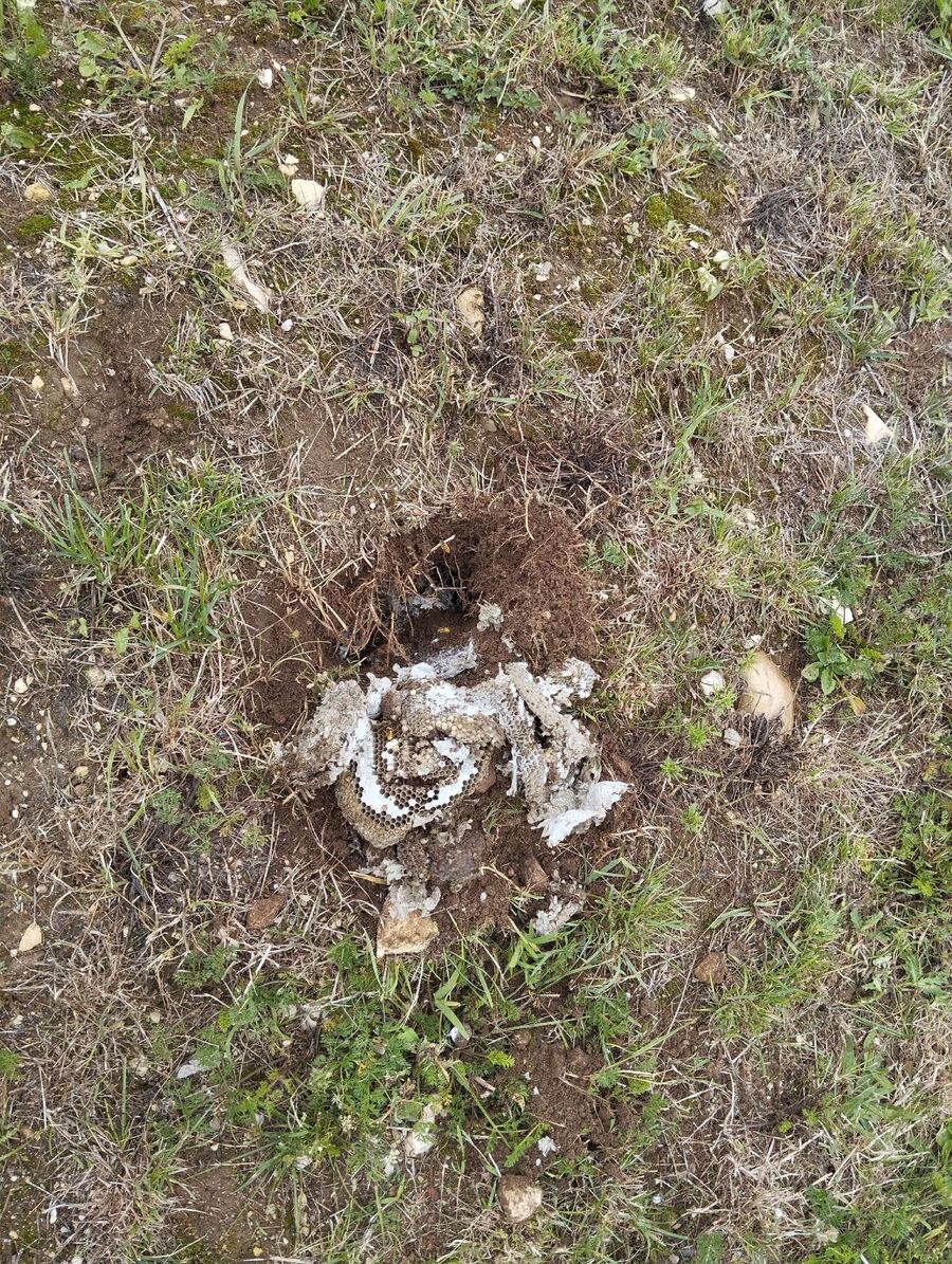 Kammerjaeger-in-Hergiswil (NW).jpg