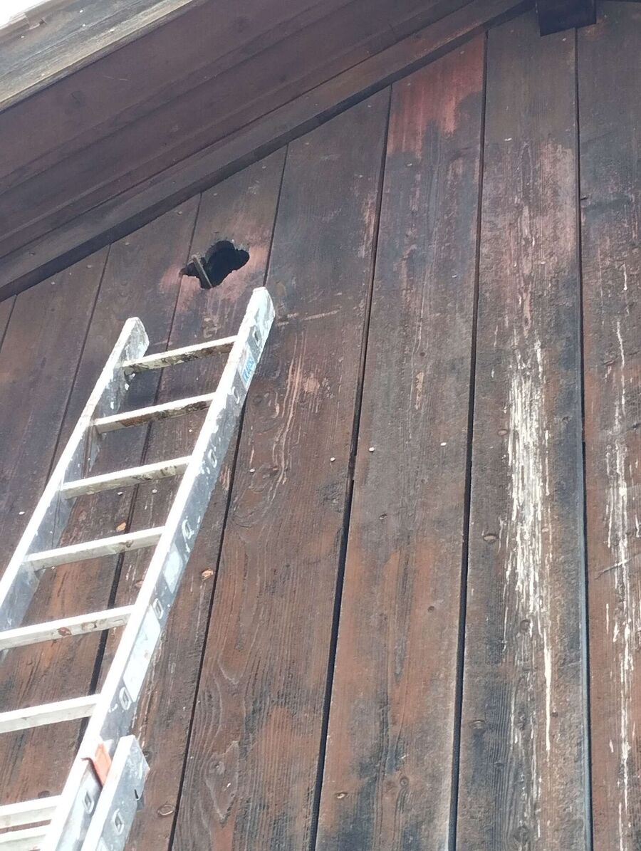 Kammerjaeger-in-Oberdorf (NW).jpg