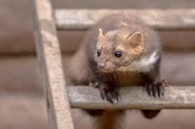 Kammerjäger für Marder