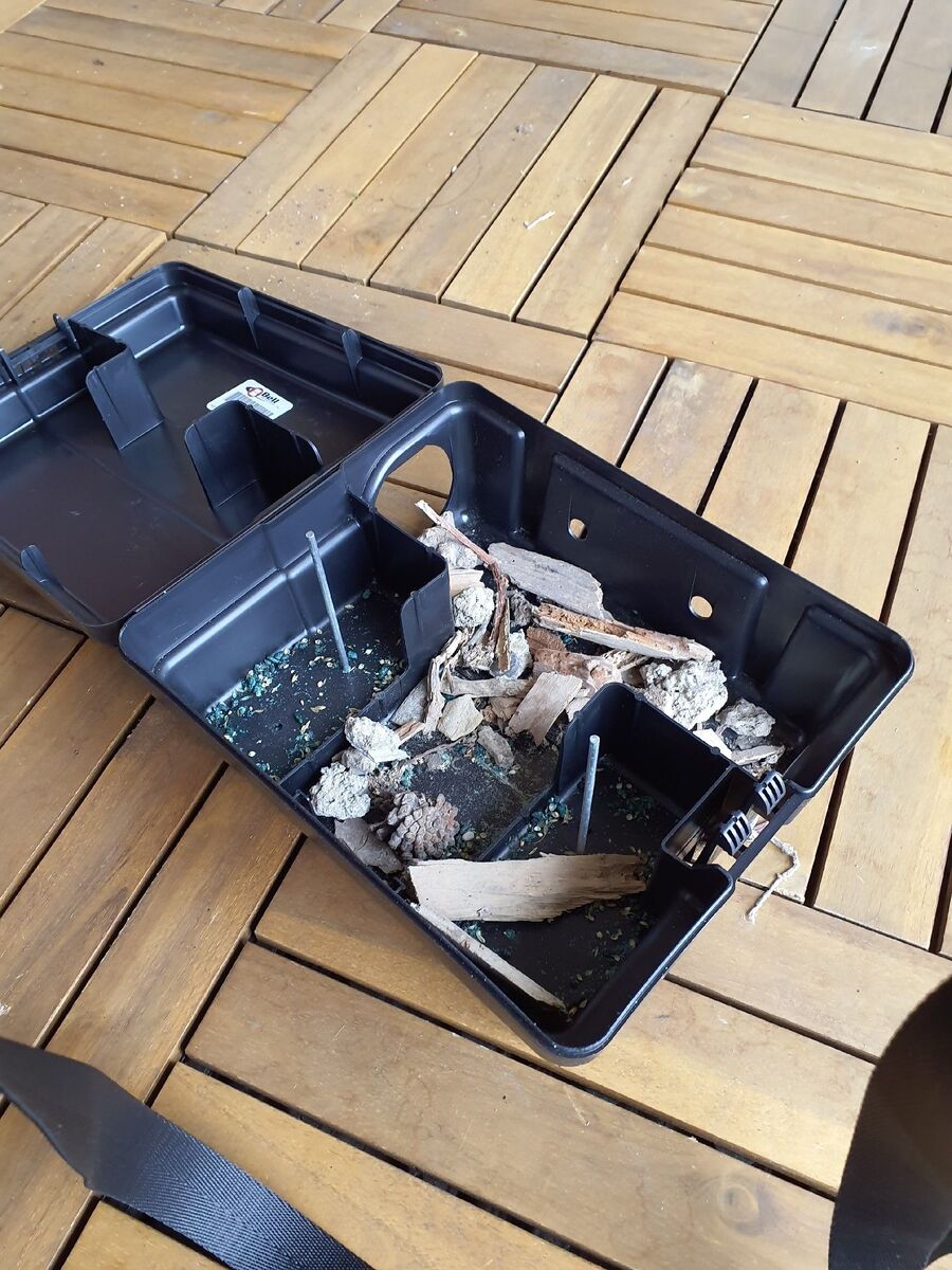 Kammerjaeger-Kappel am Albis-Beratung.jpg