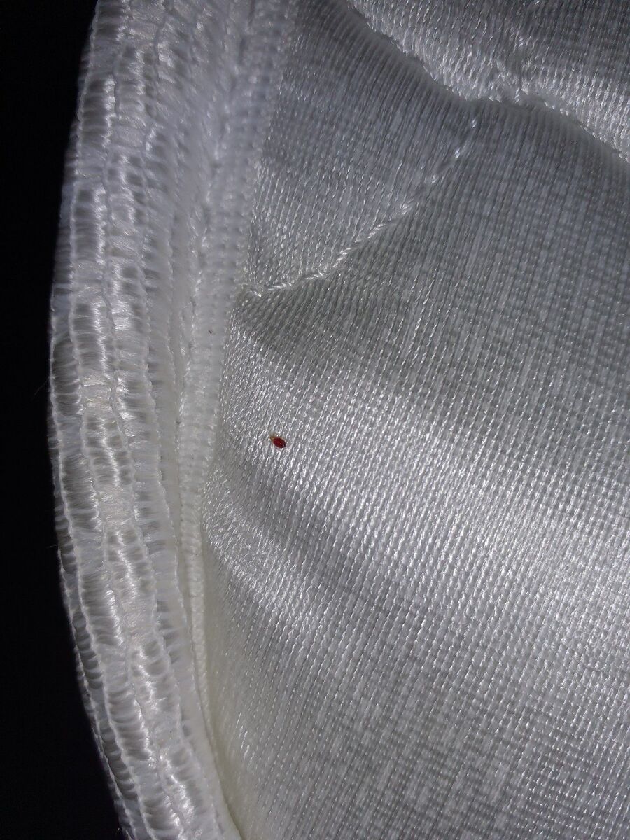 Kammerjäger-in-Schlatt (ZH)-Inspektion.jpeg