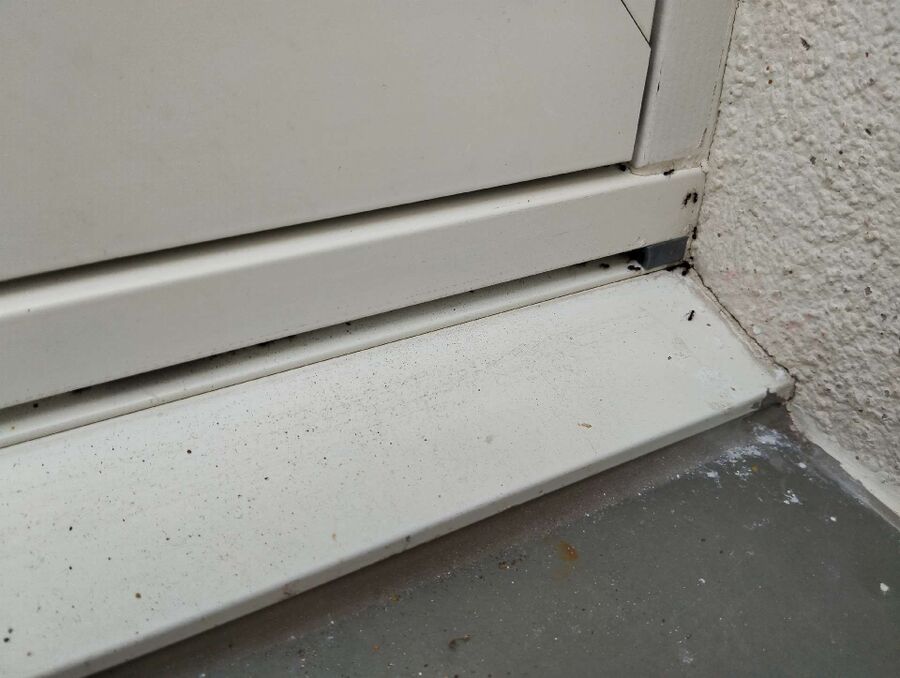 Kammerjäger-Rickenbach (ZH)-Einsatzvorbereitung.jpeg