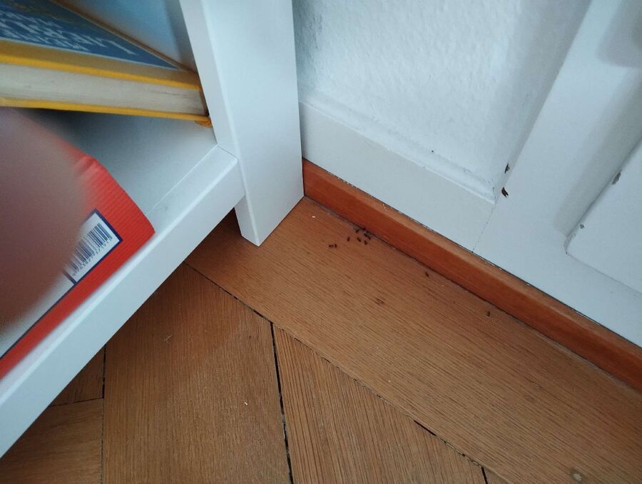 Kammerjäger-Thalheim an der Thur-Einsatzvorbereitung.jpeg