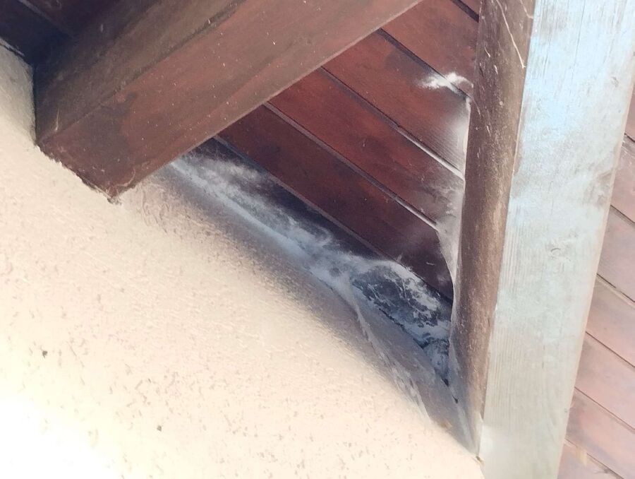 Kammerjaeger-in-Aeugst am Albis.jpg