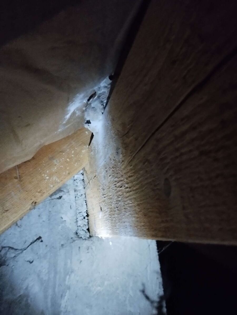 Kammerjaeger-in-Berg am Irchel.jpg