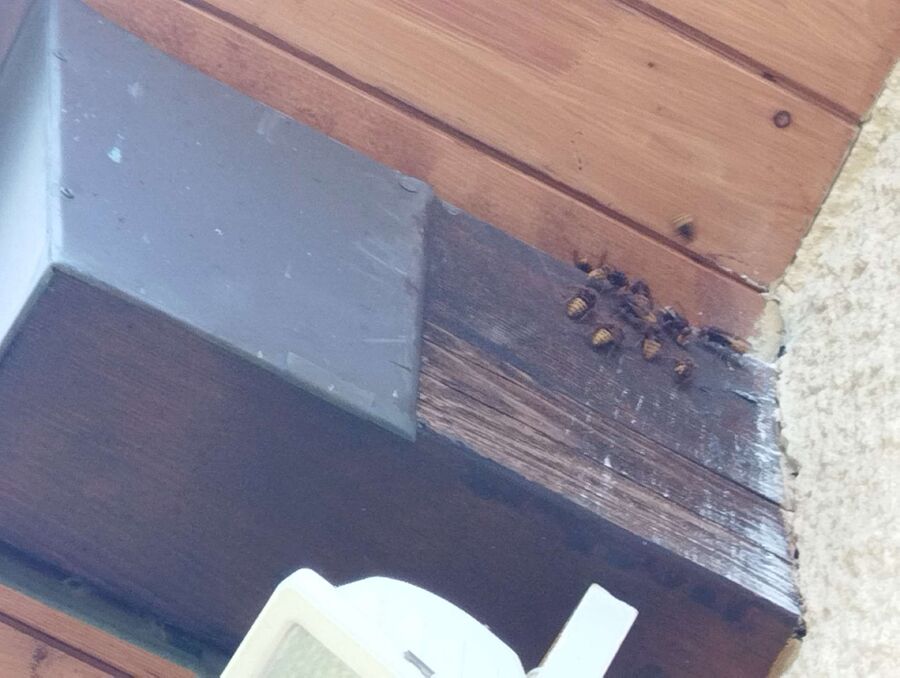 Kammerjaeger-in-Buch am Irchel.jpg