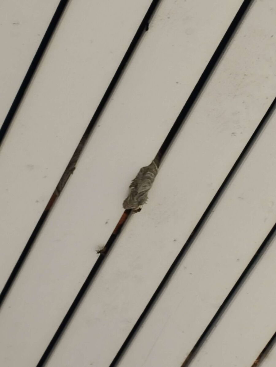 Kammerjaeger-in-Ellikon an der Thur.jpg