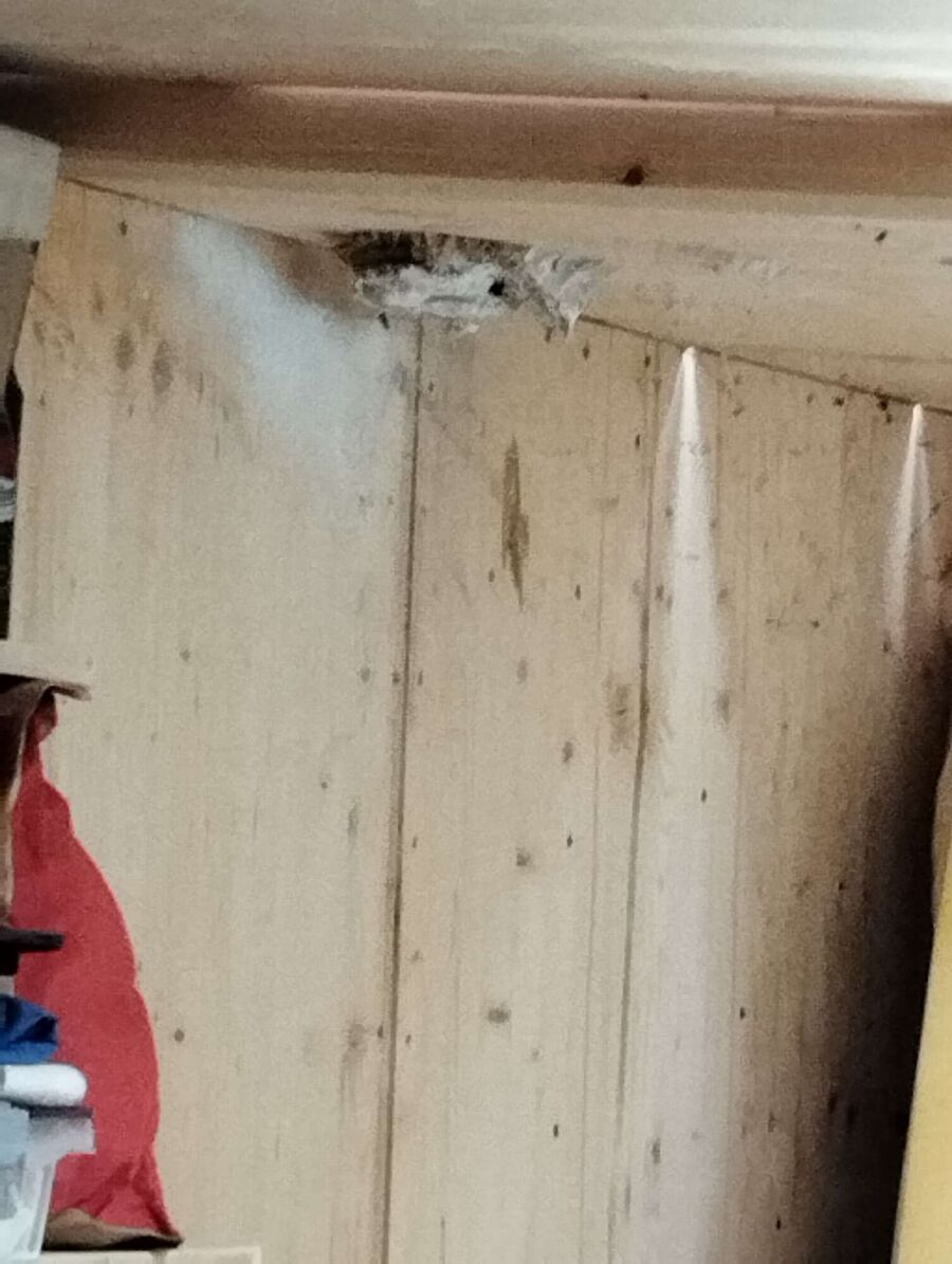 Kammerjaeger-in-Gossau (ZH).jpg