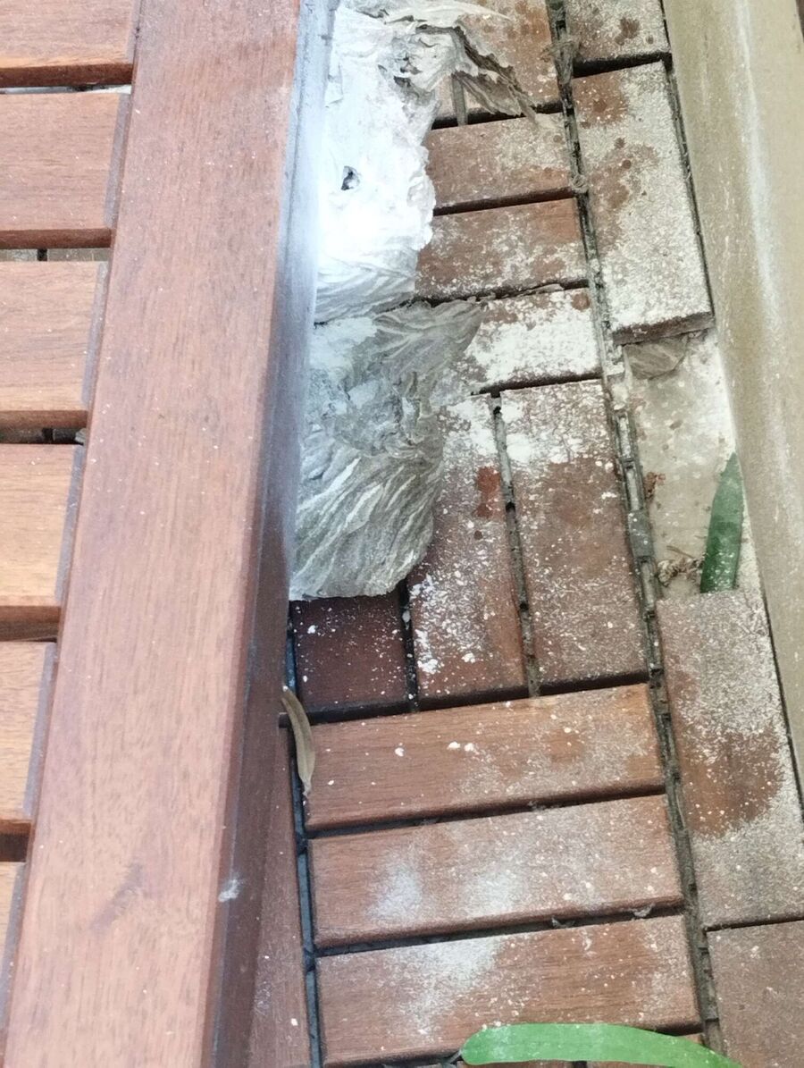 Kammerjaeger-in-Rickenbach (ZH).jpg