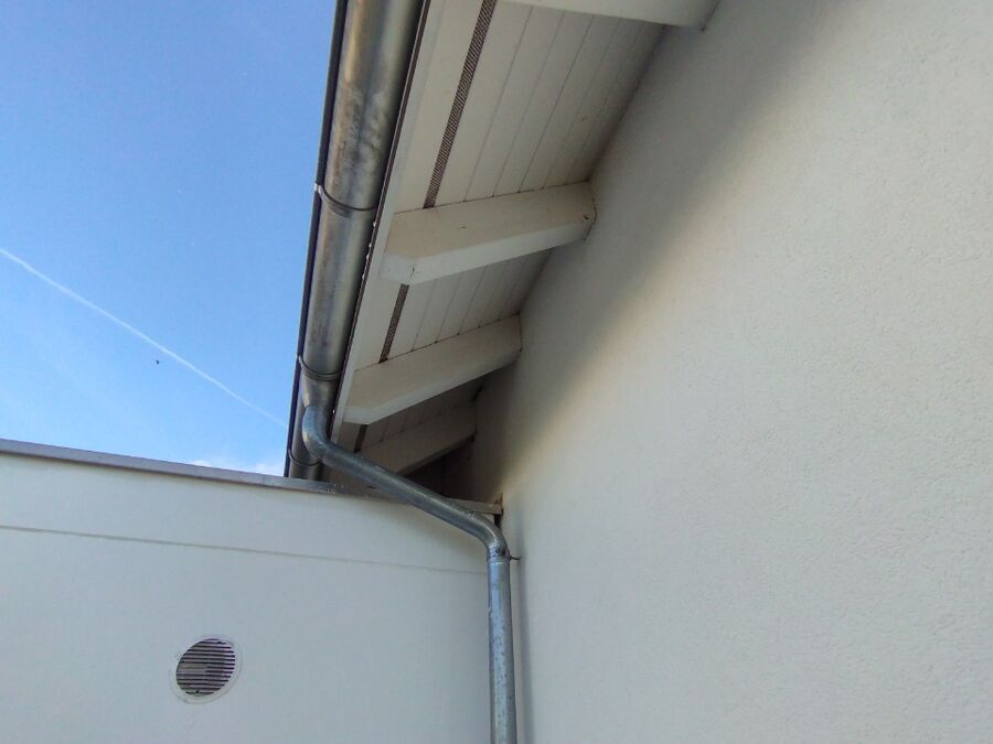 Kammerjaeger-in-Uetikon am See.jpg