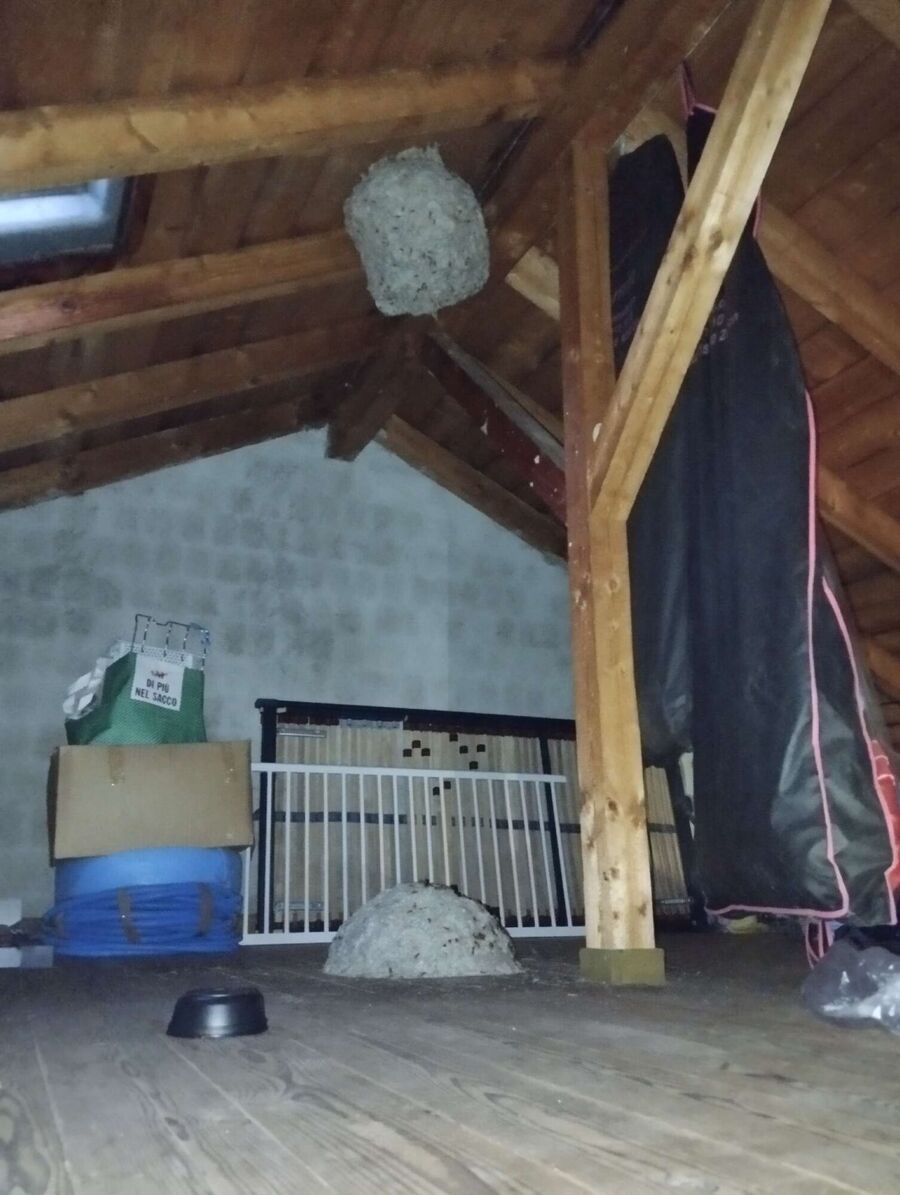 Kammerjaeger-in-Wald (ZH).jpg