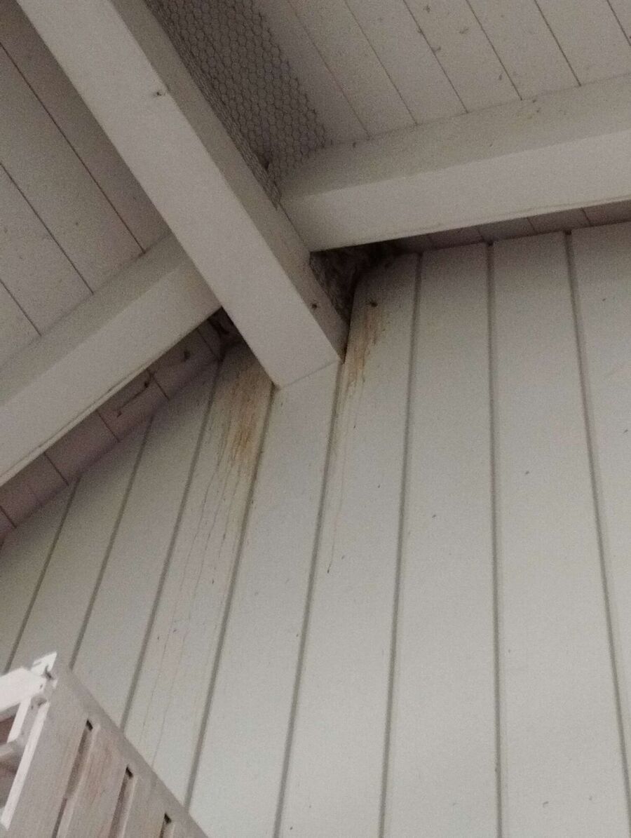 Kammerjaeger-in-Wetzikon (ZH).jpg