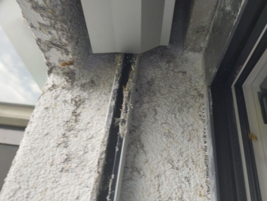 Kammerjaeger-in-Bargen (BE).jpg