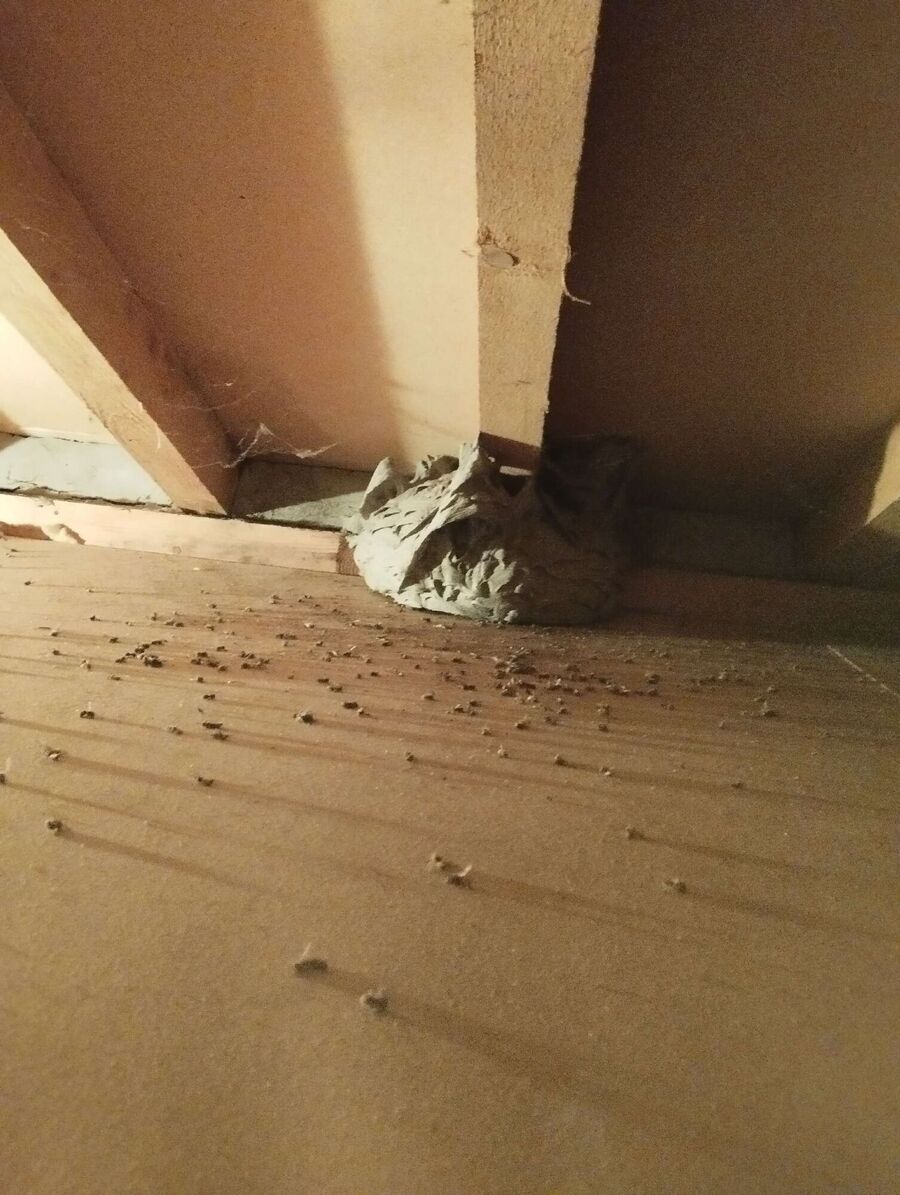 Kammerjaeger-in-Bremgarten bei Bern.jpg