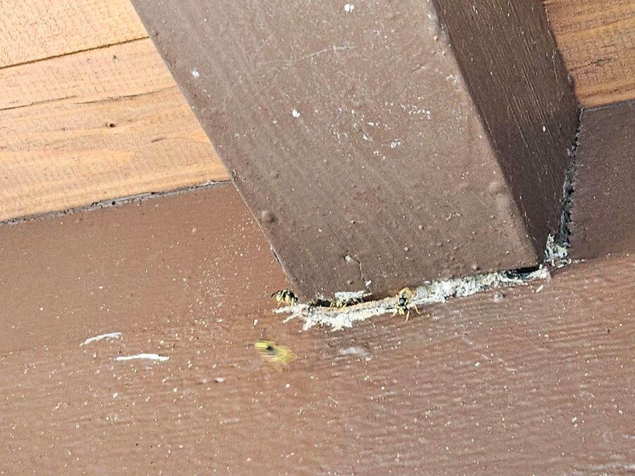 Kammerjaeger-in-Büren an der Aare.jpg