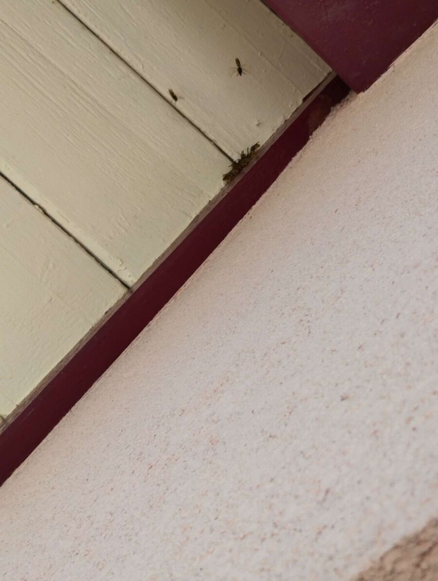 Kammerjaeger-in-Busswil bei Melchnau.jpg