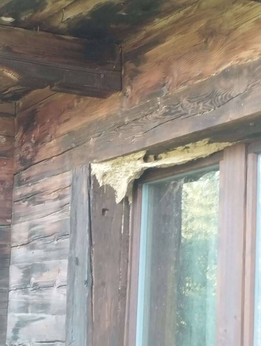 Kammerjaeger-in-Diessbach bei Büren.jpg