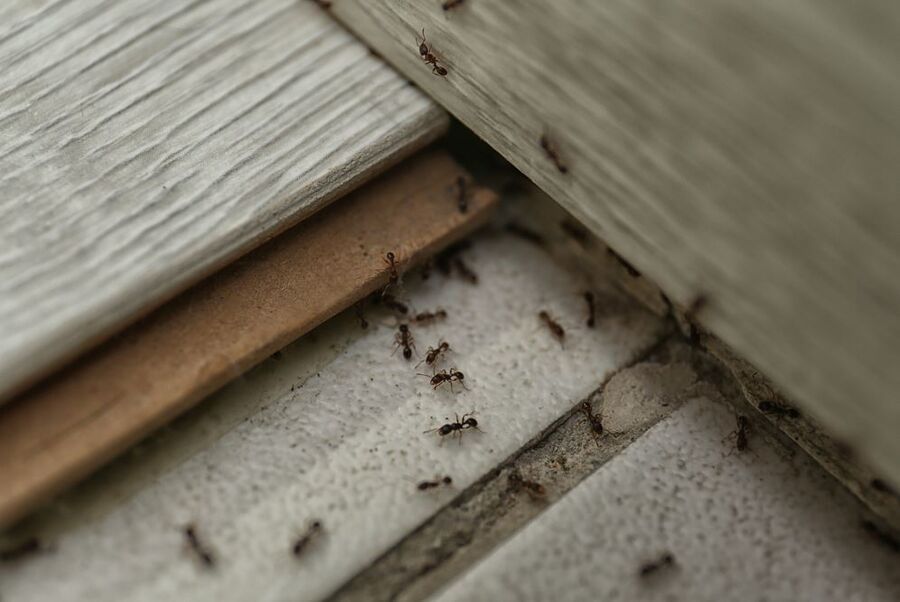 Kammerjäger für Ameisen