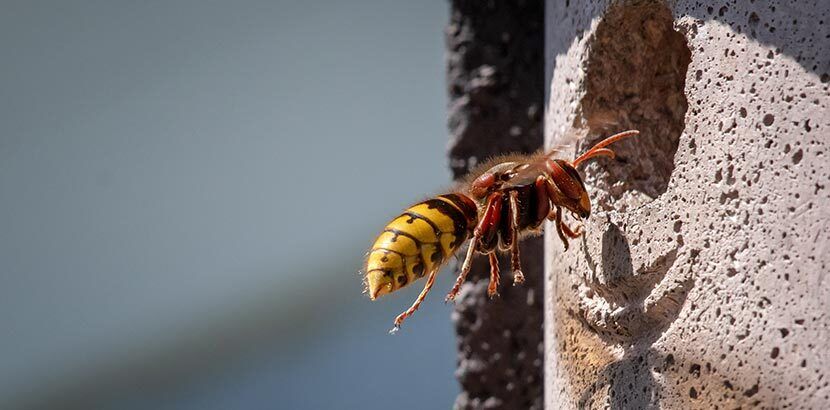 Kammerjäger für Hornissen