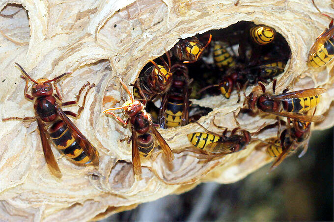 Kammerjäger für Hornissen