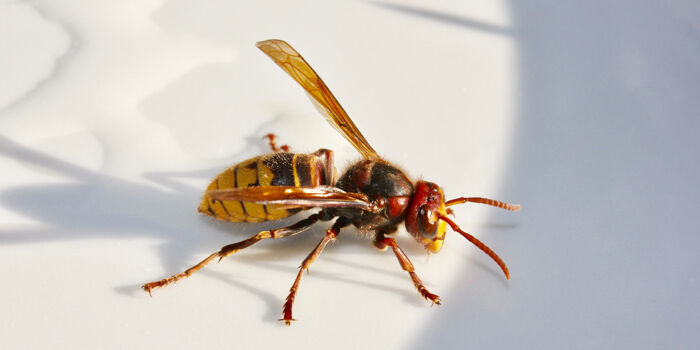 Kammerjäger für Hornissen