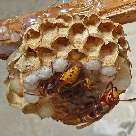 Kammerjäger für Hornissen