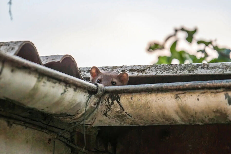 Kammerjäger für Marder