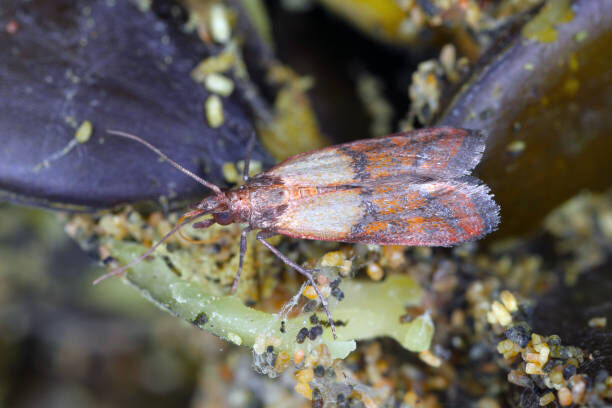 Kammerjäger für Motten