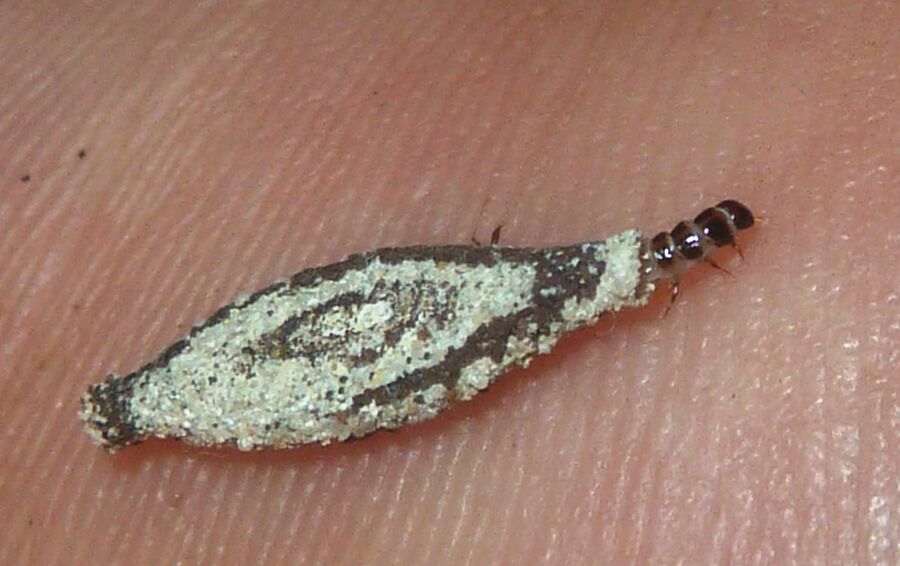 Kammerjäger für Motten