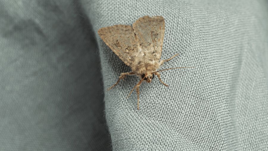 Kammerjäger für Motten