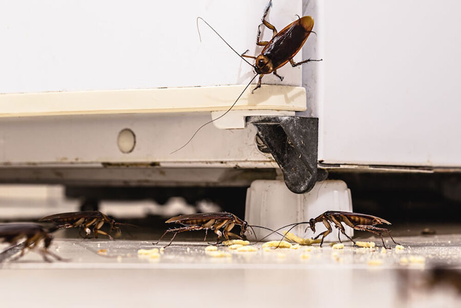 Kammerjäger für Schaben / Kakerlaken