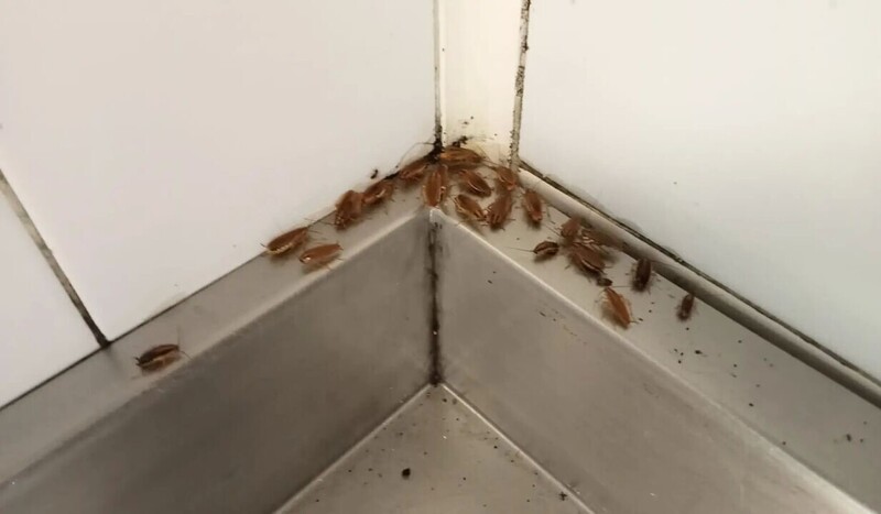 Kammerjäger für Kakerlaken