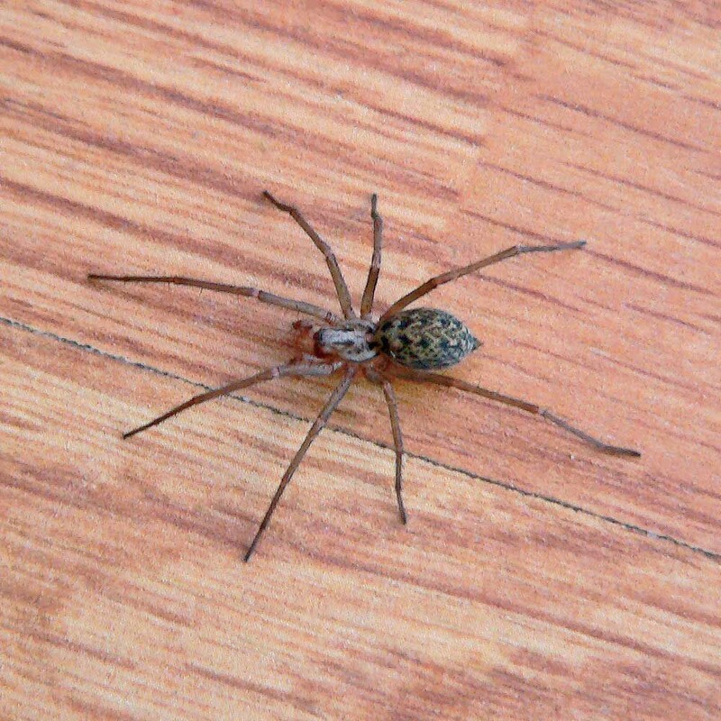 Kammerjäger für Spinne